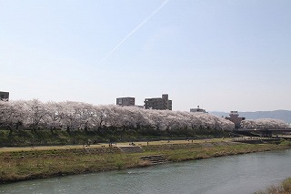 桜並木